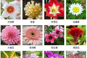 12月开花的花卉盛放（领略冬日花海，探秘12月花卉的精彩）