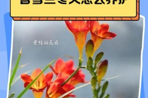 冬天怎么养吉祥兰不会死
