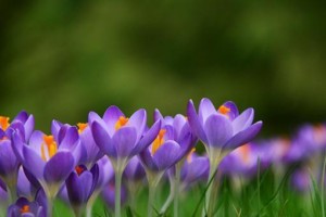揭秘藏红花的近亲兰花草（一探兰花草的花姿、功效与产地）