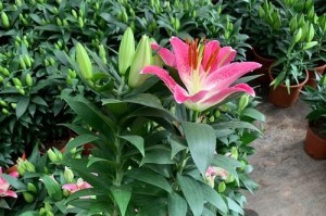 百合花小苗能否移栽？（移栽百合花小苗的关键点）