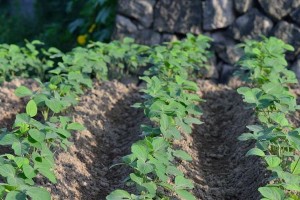 毛豆种植全攻略