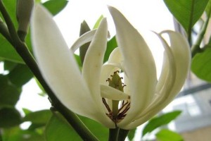百兰花的养殖技巧（从选购到养护，一步步教你养好百兰花）