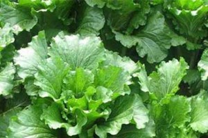 白菜种植全攻略（白菜种植时间和方法详解，让你轻松种出丰硕的收获）
