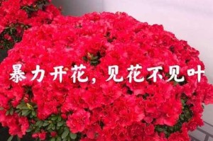杜鹃换土指南（时间、方法与注意事项）