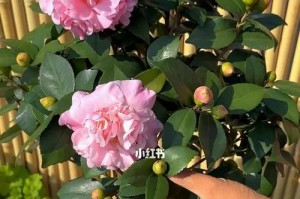茶花扦插最合适的时间（了解茶花生长周期，掌握扦插技巧）