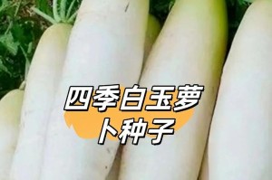 白萝卜种子的来源与生长过程（了解白萝卜种子的形成及生育环境）