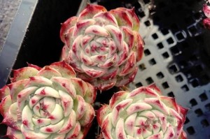 吉娃莲开花后的处理方法（保护吉娃莲花朵的技巧与经验分享）