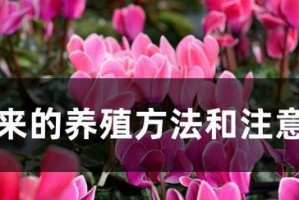 仙客来养殖方法及注意事项（打造精致的仙客来水族箱，从养殖方法到注意事项全知道！）