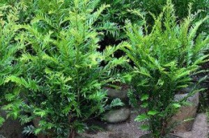 红豆杉肥料选择全攻略（从生长周期到种类选择，让你的红豆杉茁壮成长）