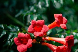 傲慢花的花语（探寻花语背后的个性特征）
