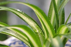 青叶吊兰的冬季养护（冬季如何避免青叶吊兰冻死）