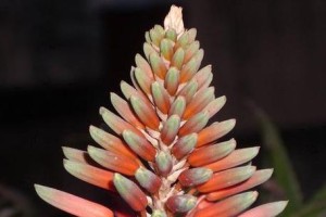 揭秘芦荟开花前的预兆（看懂这些信号，你就是芦荟种植专家）
