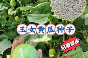 如何留下青瓜种子？（从采摘到储存的全面指南）