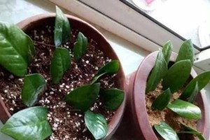 法师叶插多久发芽的时间及方法（掌握关键要点轻松种植健康植物）