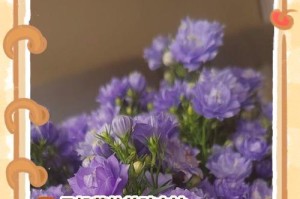 以风铃草播种为主题的全面指南（了解风铃草的播种方法和注意事项，让你的花园充满自然之美）