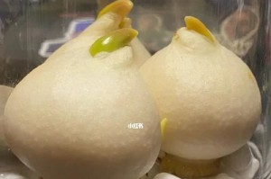 水培鸡蛋花的养殖方法（从水培到开花，全面解析鸡蛋花的生长过程）
