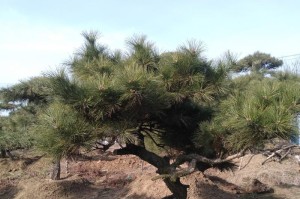 黑松——国家保护植物的珍品（了解黑松，保护自然，保护未来）