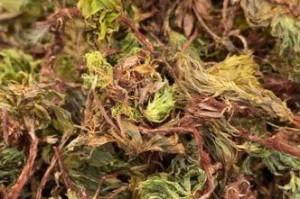 金蝉花生长的环境和分布（一种珍贵的植物，生长在哪里？）