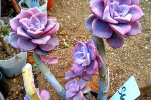 多肉紫乐的养殖全攻略（打造独特多肉植物花园，从紫乐开始）