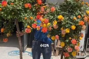 藤彩虹花期揭秘（全球最美藤蔓花卉的开花时间表）