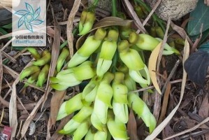 油麻藤种子的营养与食用方法（了解油麻藤的健康功效，掌握种子的不同食用方式）