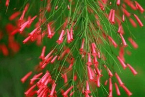 盛放迎新春（春节前后开花的花卉）