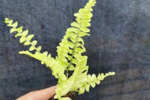 如何正确养护蕨科植物（以蕨科植物怎么养为主题，详细介绍蕨科植物的养护技巧）
