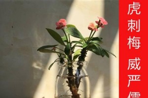 鹅掌柴开花的预示（探秘鹅掌柴开花的神秘之处，看看开花会预示什么）