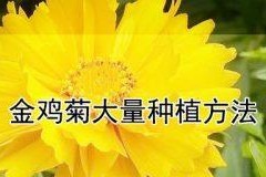 金鸡菊种子的最佳播种时间（了解种植技巧，让金鸡菊开出美丽花朵）