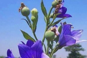 洋桔梗花语与象征意义（领略洋桔梗的魅力及其寓意）