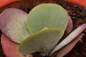桃蛋叶片变深红的原因解析（揭开桃蛋叶片变红的奥秘，探究植物叶色变化的机理）