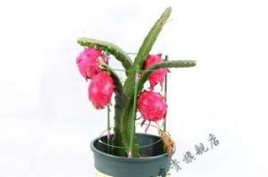 阳台火龙果种植全攻略（时间方法步骤一网打尽，让你轻松种出甜蜜多汁的火龙果）