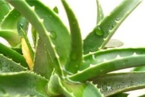 芦荟叶子发黄的原因及解决方法（如何让芦荟叶子变得翠绿健康）
