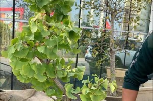 银杏树盆栽的种植和养护方法（从选材到管理，教你打造一棵健康美丽的银杏盆栽）