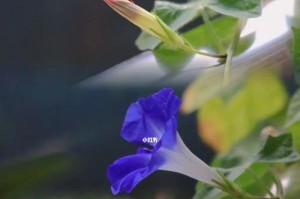 牵牛花的开花时间（探秘牵牛花开花的奥秘，了解其生长习性）