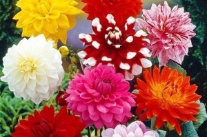 地瓜花的越冬管理方法（寒冬里的地瓜花保护与养护）