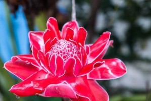 荷花——一种特殊的植物（荷花的分类、特征与生长环境）