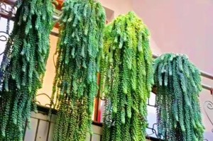 多肉新玉缀的盆栽养殖方法（从爆盆到成型，教你玩转多肉新玉缀）
