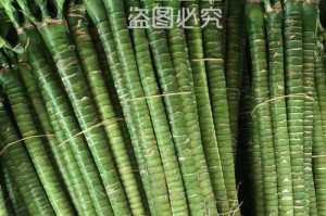 龙竹怎样养殖才能更旺盛？（掌握龙竹养殖技巧，助你种出茁壮成长的健康植物）