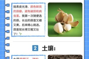 大蒜泡种的方法和步骤（以大蒜怎么泡种为主题的种植指南）