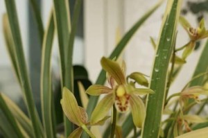 兰草花——室内盆栽的好选择（兰草花适合在室内养吗？以及养殖技巧与注意事项）