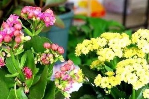 长寿花可以水培吗？（探讨长寿花水培的可行性及注意事项）