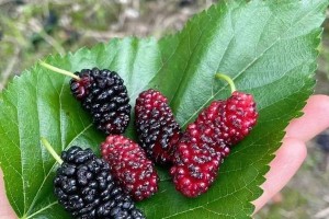 探究桑果成熟时机（了解桑果成熟的过程与特点，掌握桑果采摘技巧）