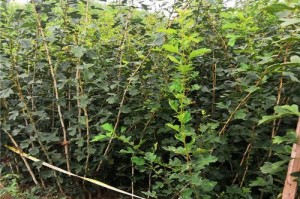 山楂几年结果的研究（揭示山楂结果年限与其栽培管理的关系）