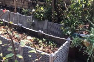 用普通泥土种植盆栽菜的方法（简便、经济的种植技巧和注意事项）