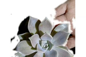 宝石花的养殖技巧（如何让宝石花长得更好？）