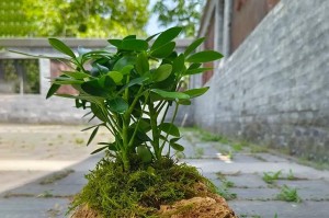 高深盆种植专题（打造美丽盆景，选对植物至关重要）