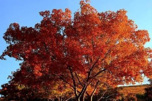 红枫——乔木还是灌木？（红枫的分类和特征）