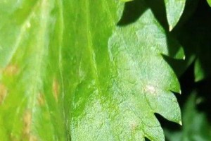 芹菜菌核病防治（药物治疗与预防）