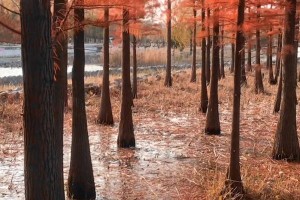 牛筋木的产地和特点（探究牛筋木的生长环境和用途）